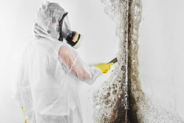 Best Comprehensive Air Testing for Mold Contaminants  in Galax, VA